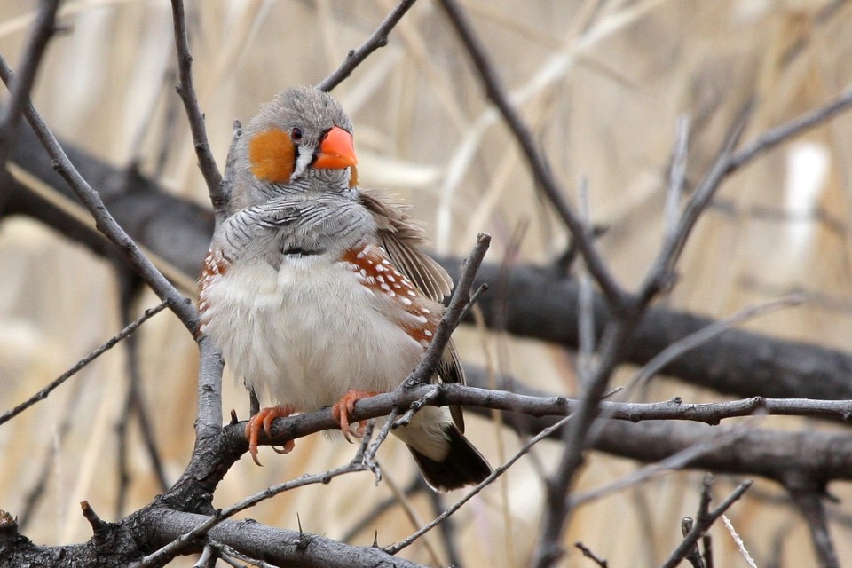 Zebra Finch (Taeniopygia guttata)